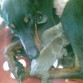 Madre: Tula (Jirka de Barbarisk)
Cachorros recien nacidos